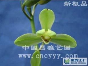 探秘昌雅藝園之蘭花 蕙蘭新極品的園藝價(jià)值與文化意蘊(yùn)